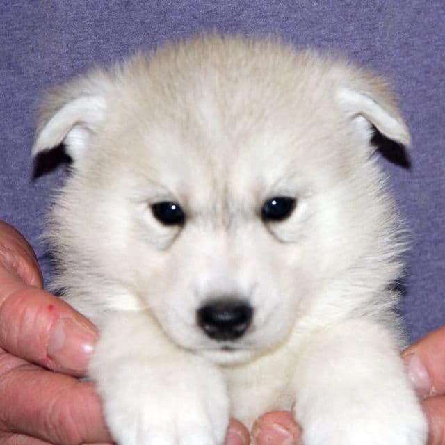 Venus - Siberian Husky Female