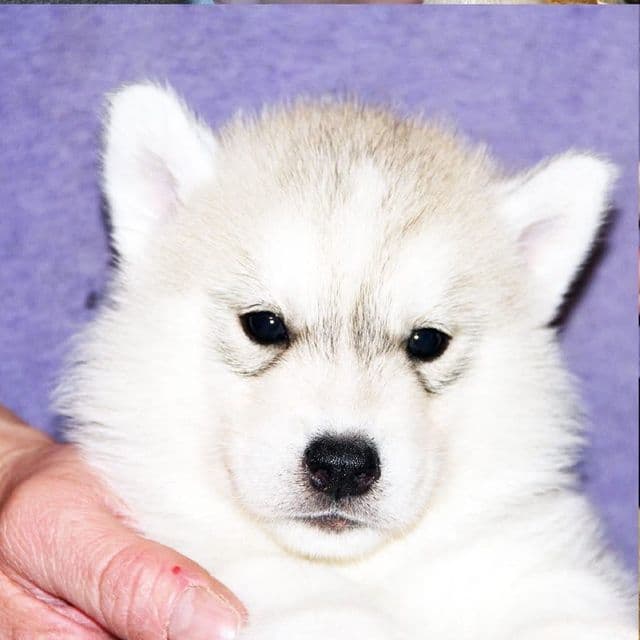 Mars - Siberian Husky Male