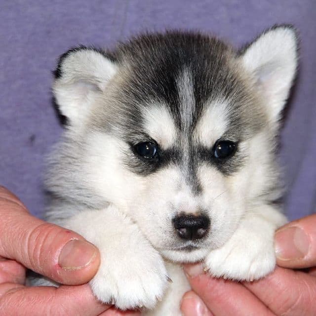 Neptune - Siberian Husky Female