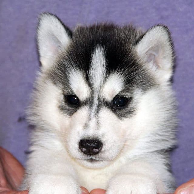 Jupiter - Siberian Husky Female