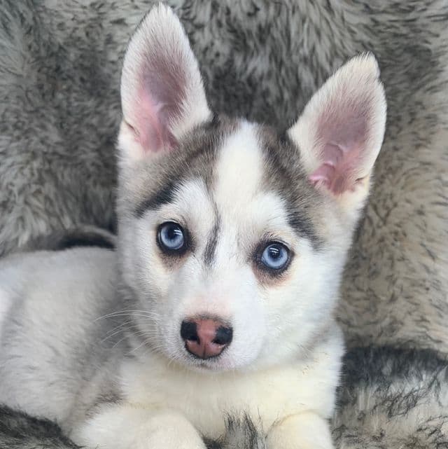 Alaska - Miniature Husky Male