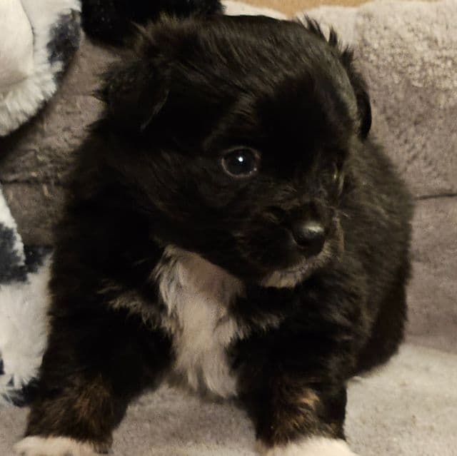 Boots - Aussiepom Male
