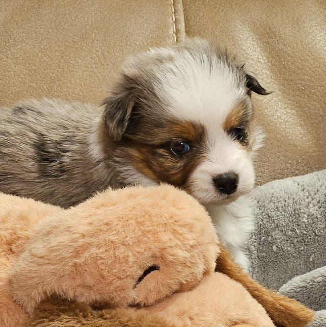 Blaze - Aussiepom Male