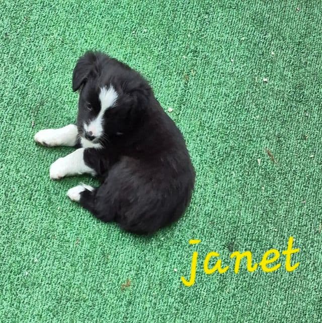 Janet - Australian Shepherd Male