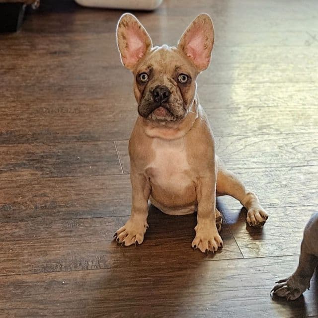 Cosmo - French Bulldog Male