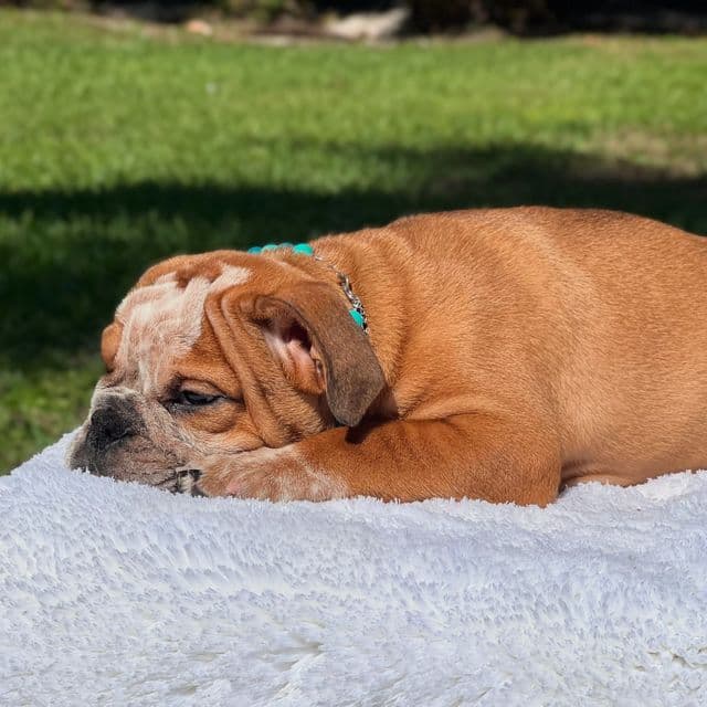 Spots - English Bulldog Male