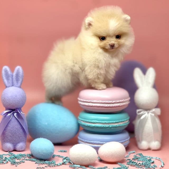 Nile - Pomeranian Male