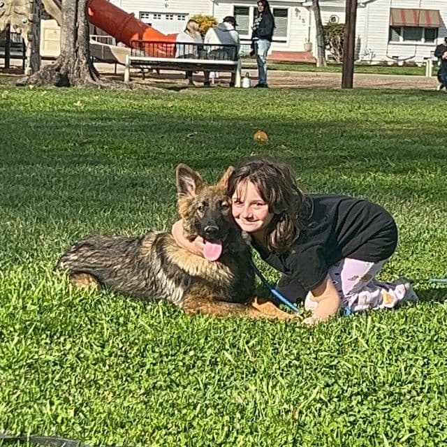 Savvy - German Shepherd Dog Female