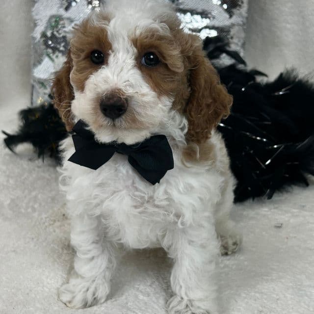 Aspen Black Boy - Bernedoodle Male