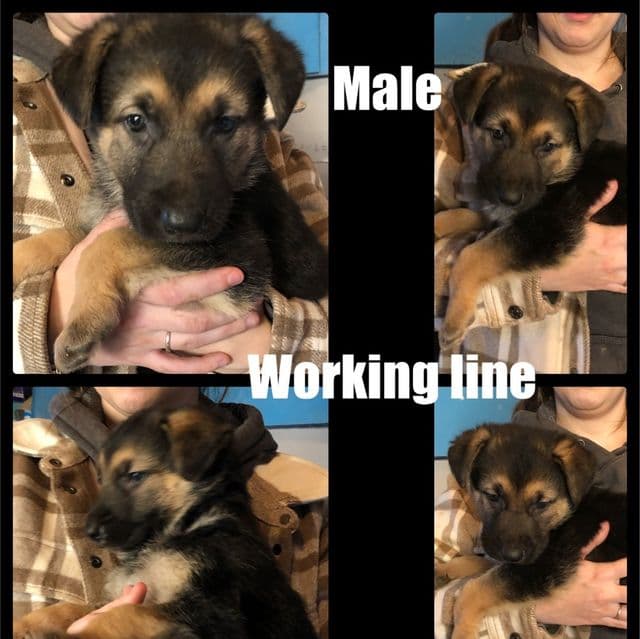 Megatron - German Shepherd Dog Male