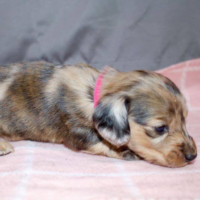 Baby girl 1 - Dachshund Female