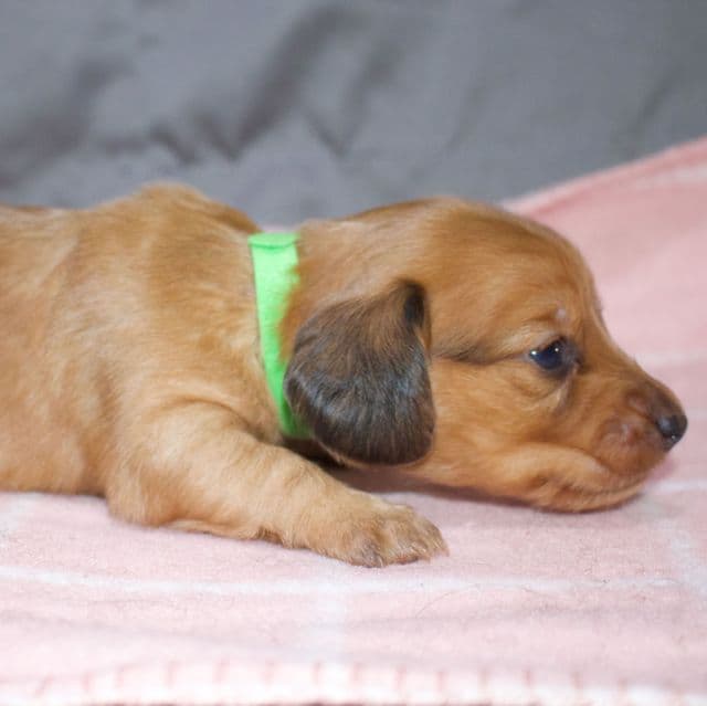 Baby girl 2 - Dachshund Female
