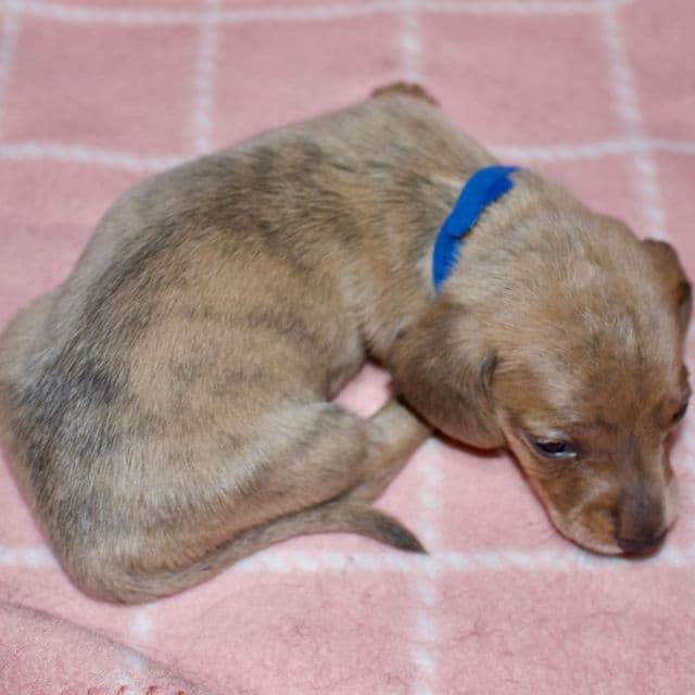 Male puppy 3 - Dachshund Male