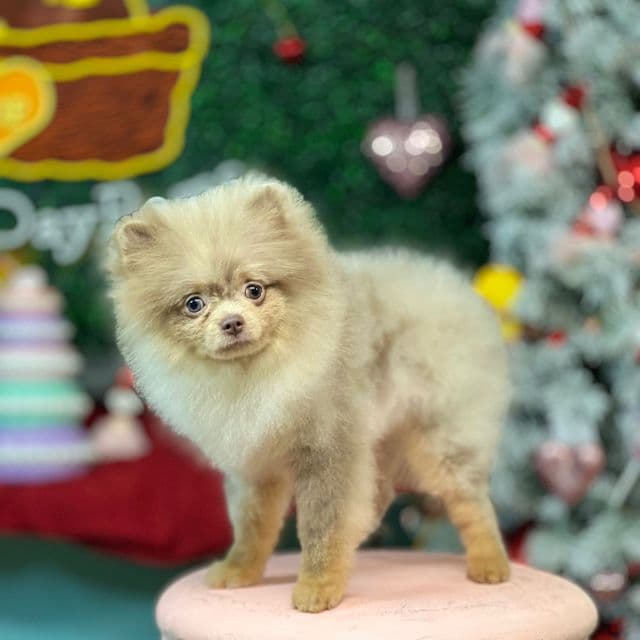 Giuseppe - Pomeranian Male