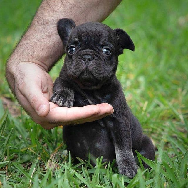 Faina - French Bulldog Female