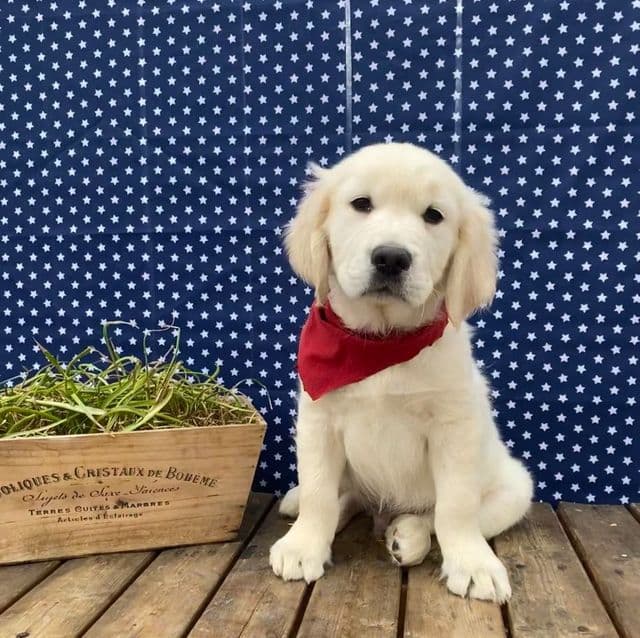 Simon - Golden Retriever Male