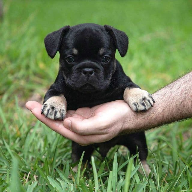 Florian - French Bulldog Male