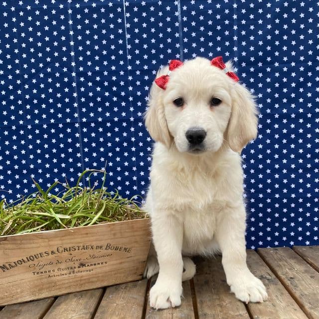 Missy - Golden Retriever Female