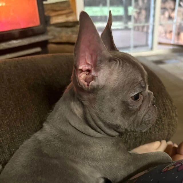 Stan - French Bulldog Male