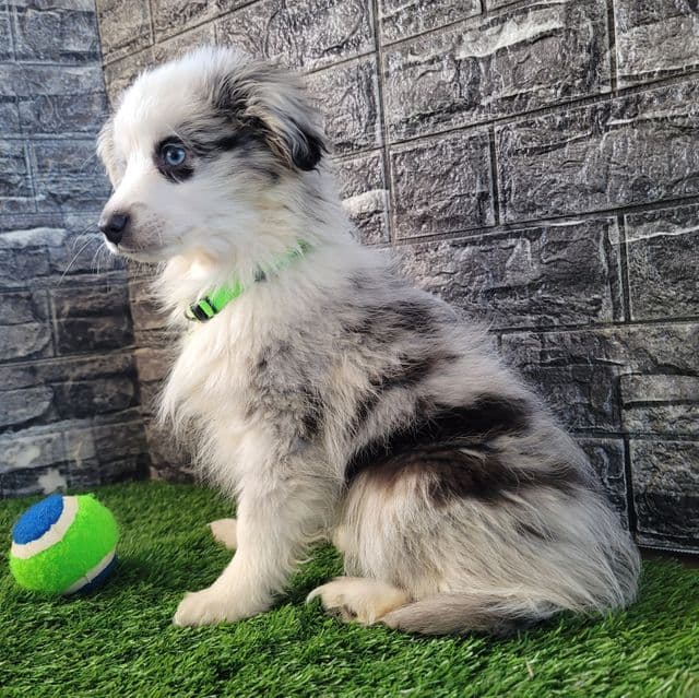 Rosco - Australian Shepherd Male