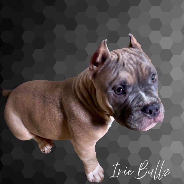 Blue Boy - American Bully Male