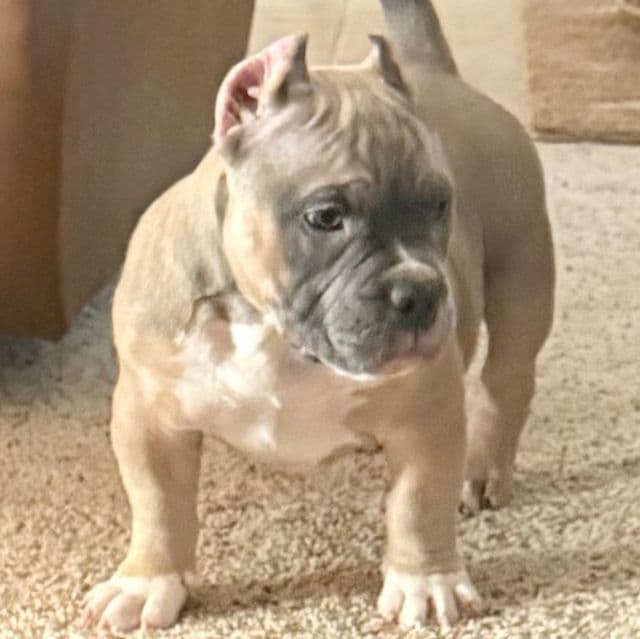 Blue Boy - American Bully Male