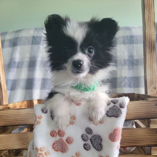 TOY~Able - Australian Shepherd Male