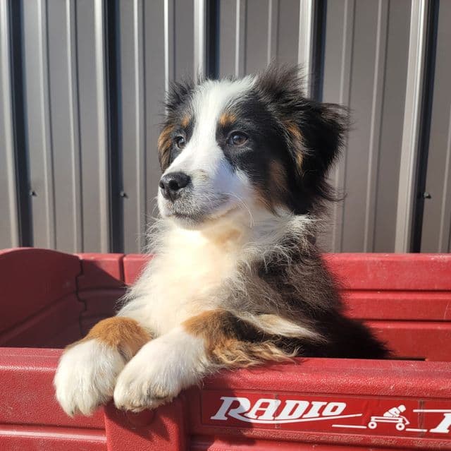 Ryder - Australian Shepherd Male