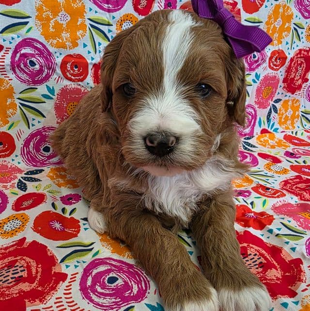Liberty - mini - Goldendoodle Female