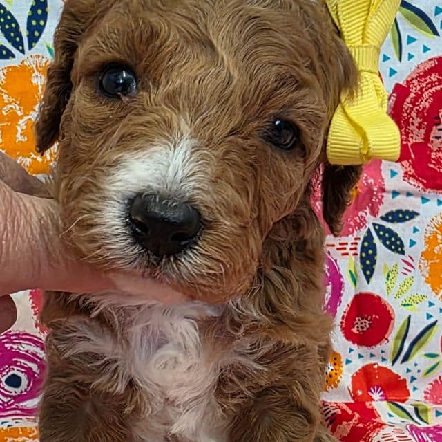 Whisper - mini - Goldendoodle Female