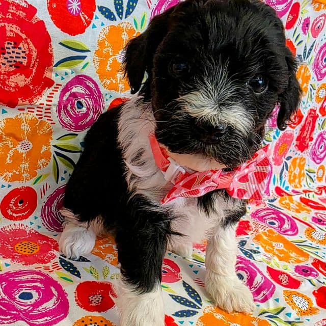 Enzo- mini - Portidoodle Male