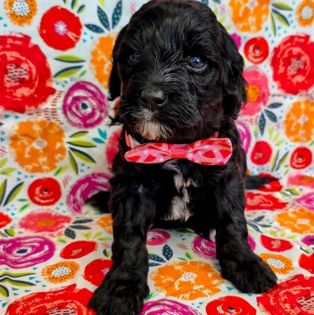 Mijo- mini - Portidoodle Male