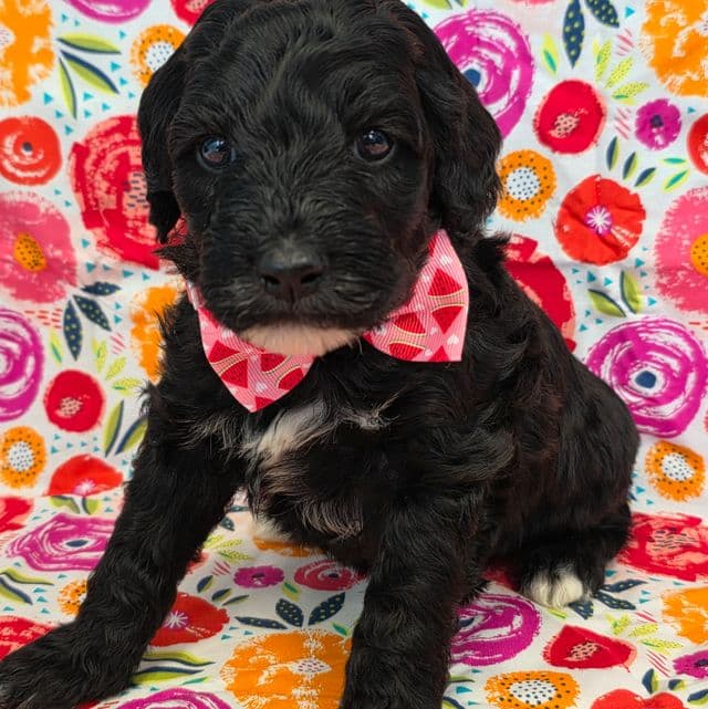 Bubbles- mini - Portidoodle Male
