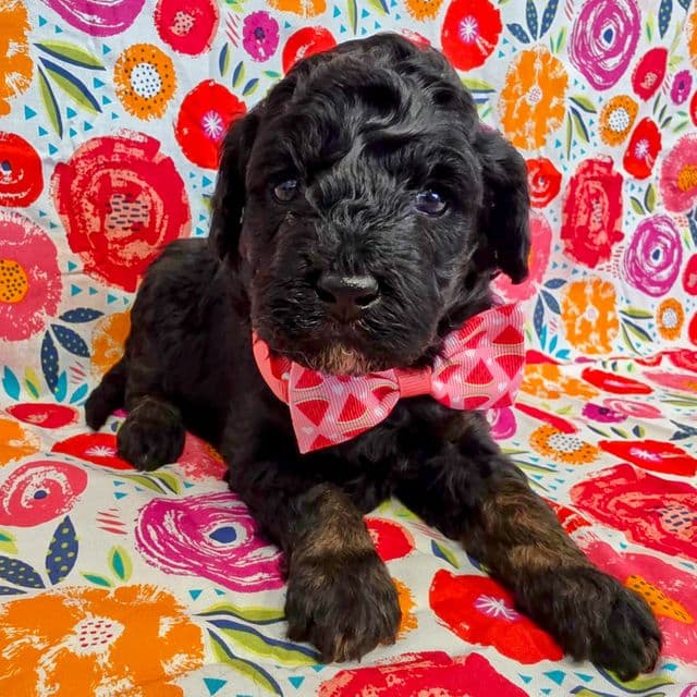 Baloo- mini - Portidoodle Male