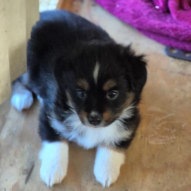 Rose - Australian Shepherd Female