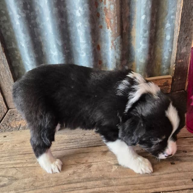 Myles - Australian Shepherd Male