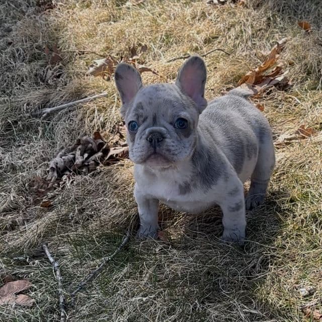 Silver Surfer  - French Bulldog Male
