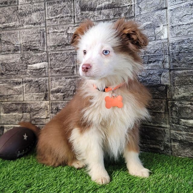Zuma - Australian Shepherd Male