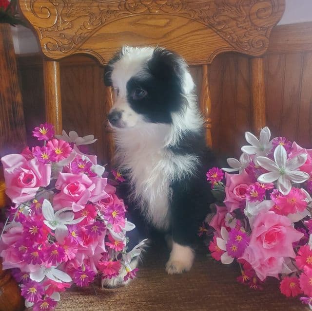 Honey - Australian Shepherd Female