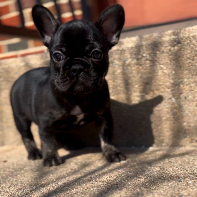 Daisy Tri  - French Bulldog Female
