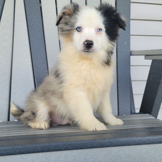 Blue - Australian Shepherd Male