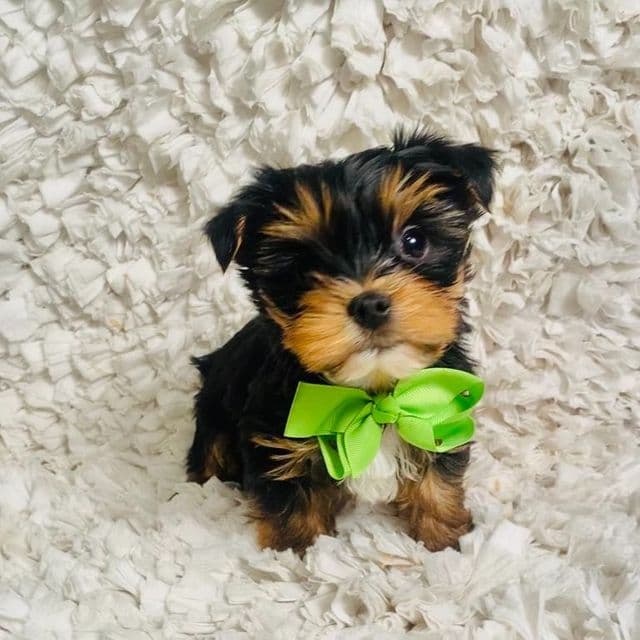 Little Morty - Yorkshire Terrier Male