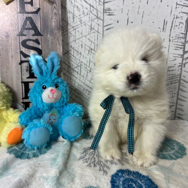 Zoomer - Samoyed Male