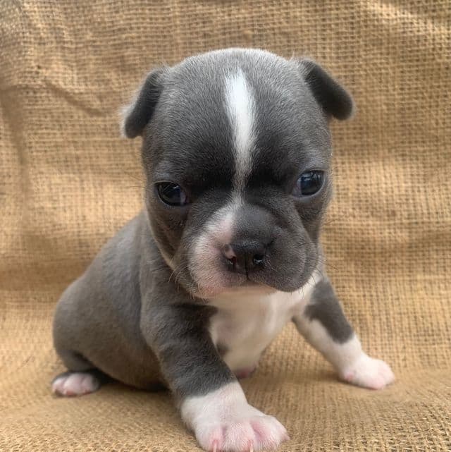 Penelope~Blue Boston Terrier Gal-! - Boston Terrier Female