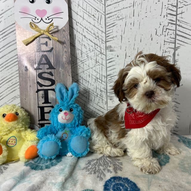 Muffin - Shih Tzu Male