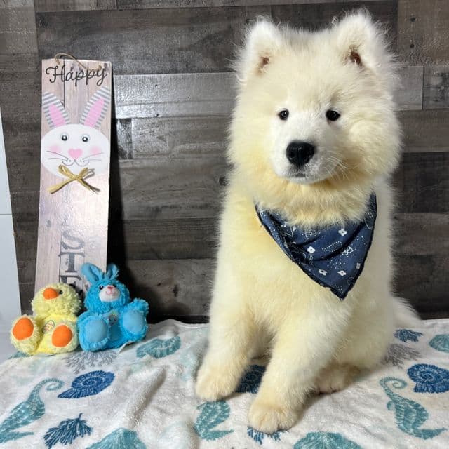 Taz - Samoyed Male