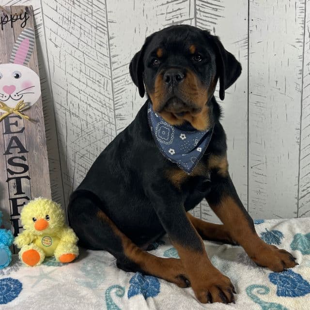 Enzo *Adopted* - Rottweiler Male