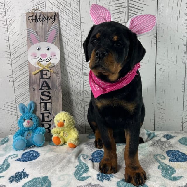 Josie - Rottweiler Female