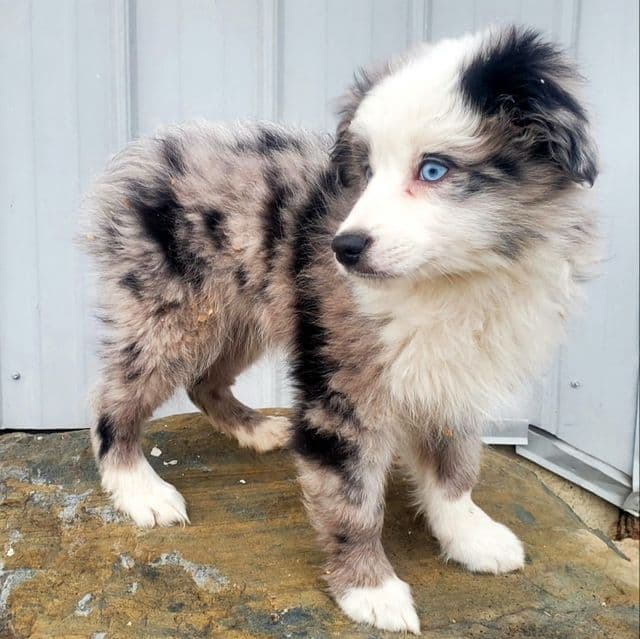 Romeo - Australian Shepherd Male