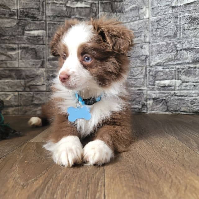 Rocky - Australian Shepherd Male